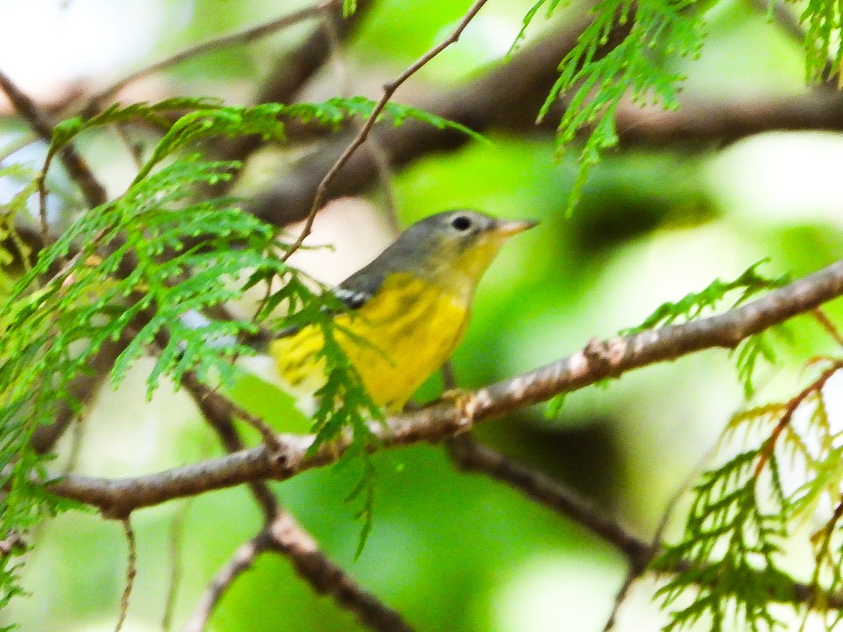Magnolia Warbler - ML642724336