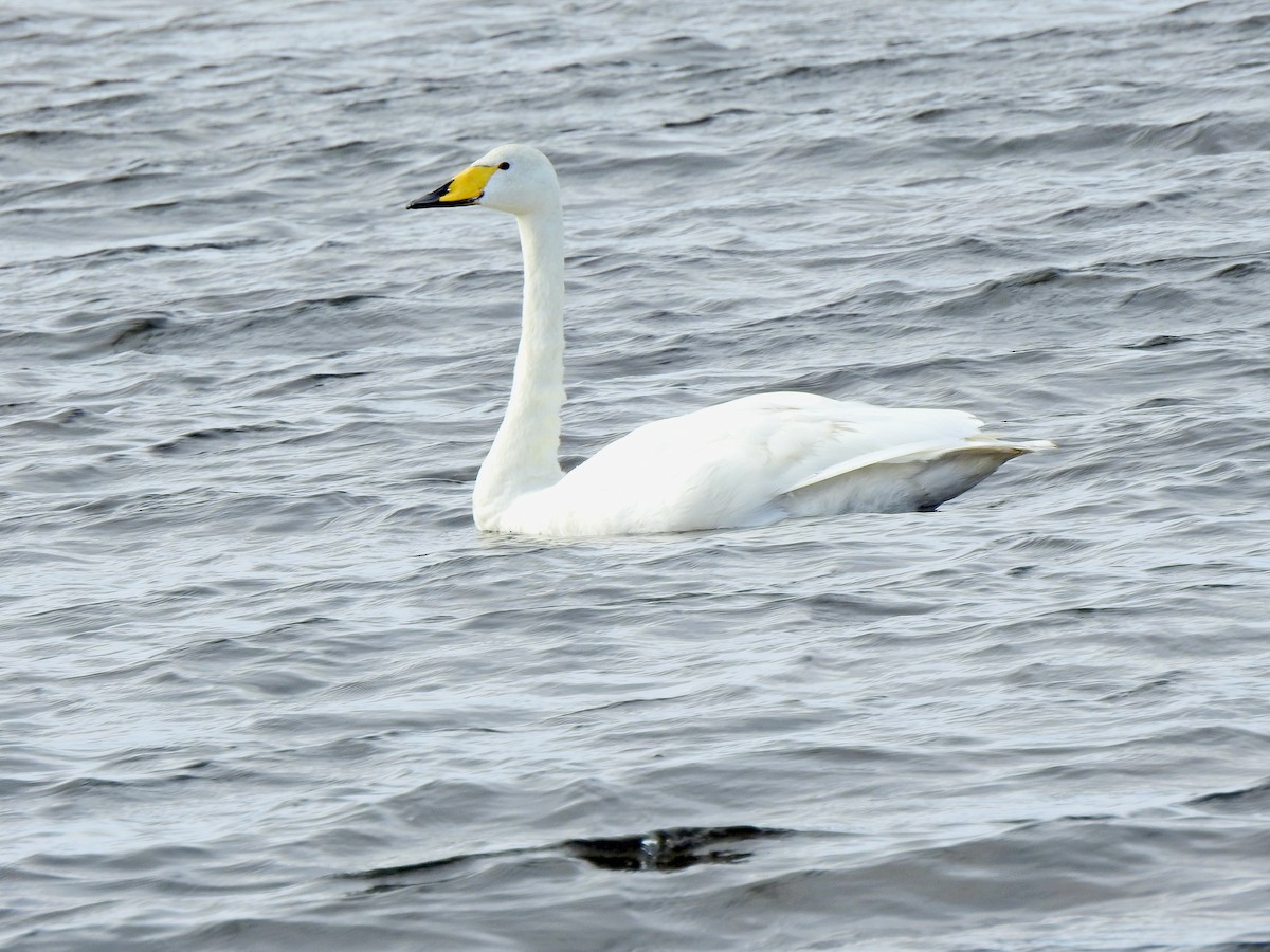 Whooper Swan - ML642724338