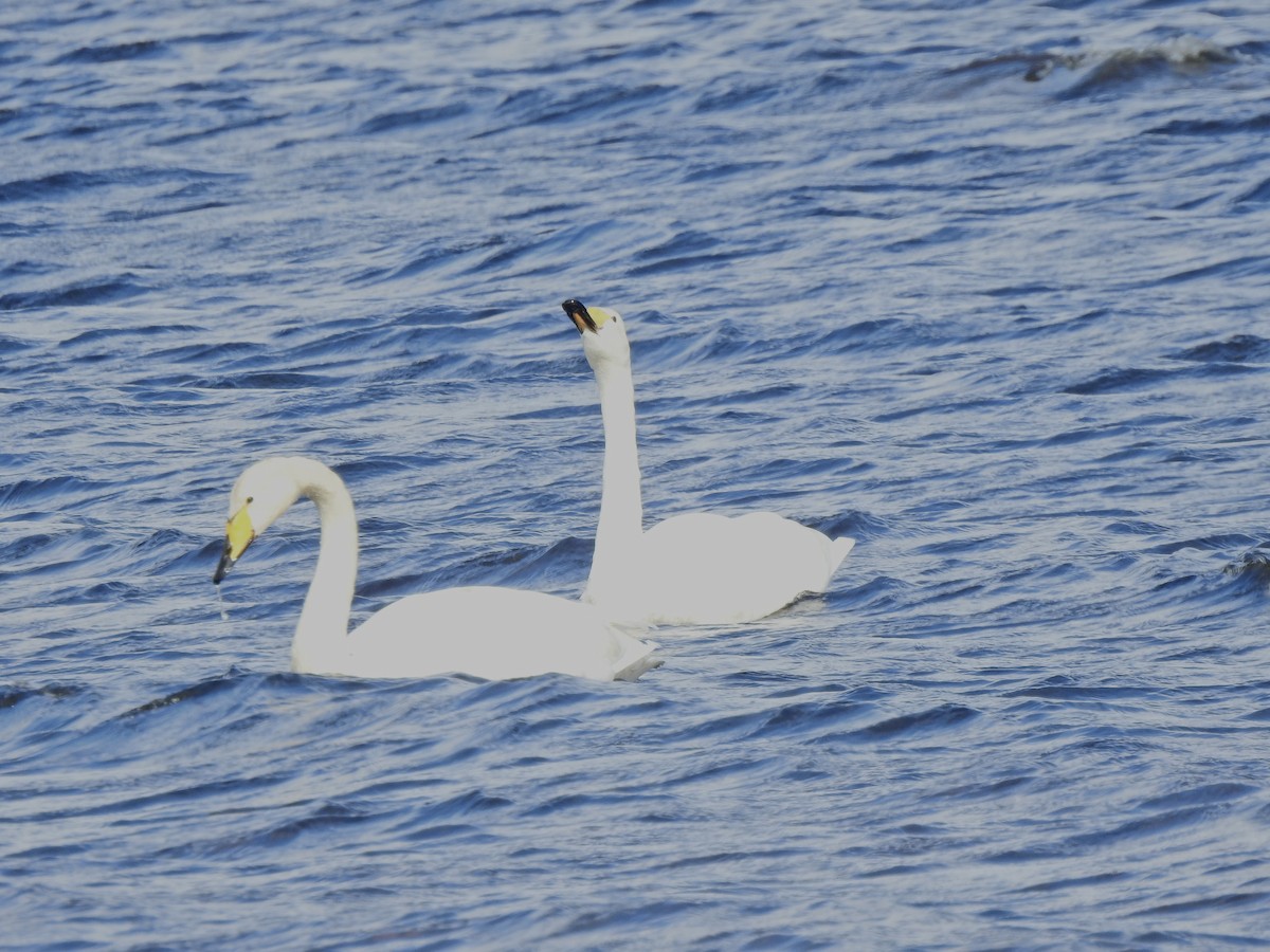 Whooper Swan - ML642724339