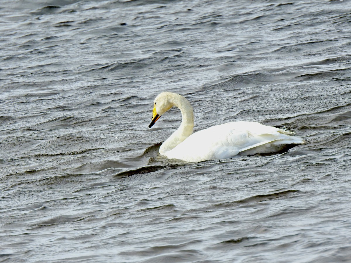 Whooper Swan - ML642724341