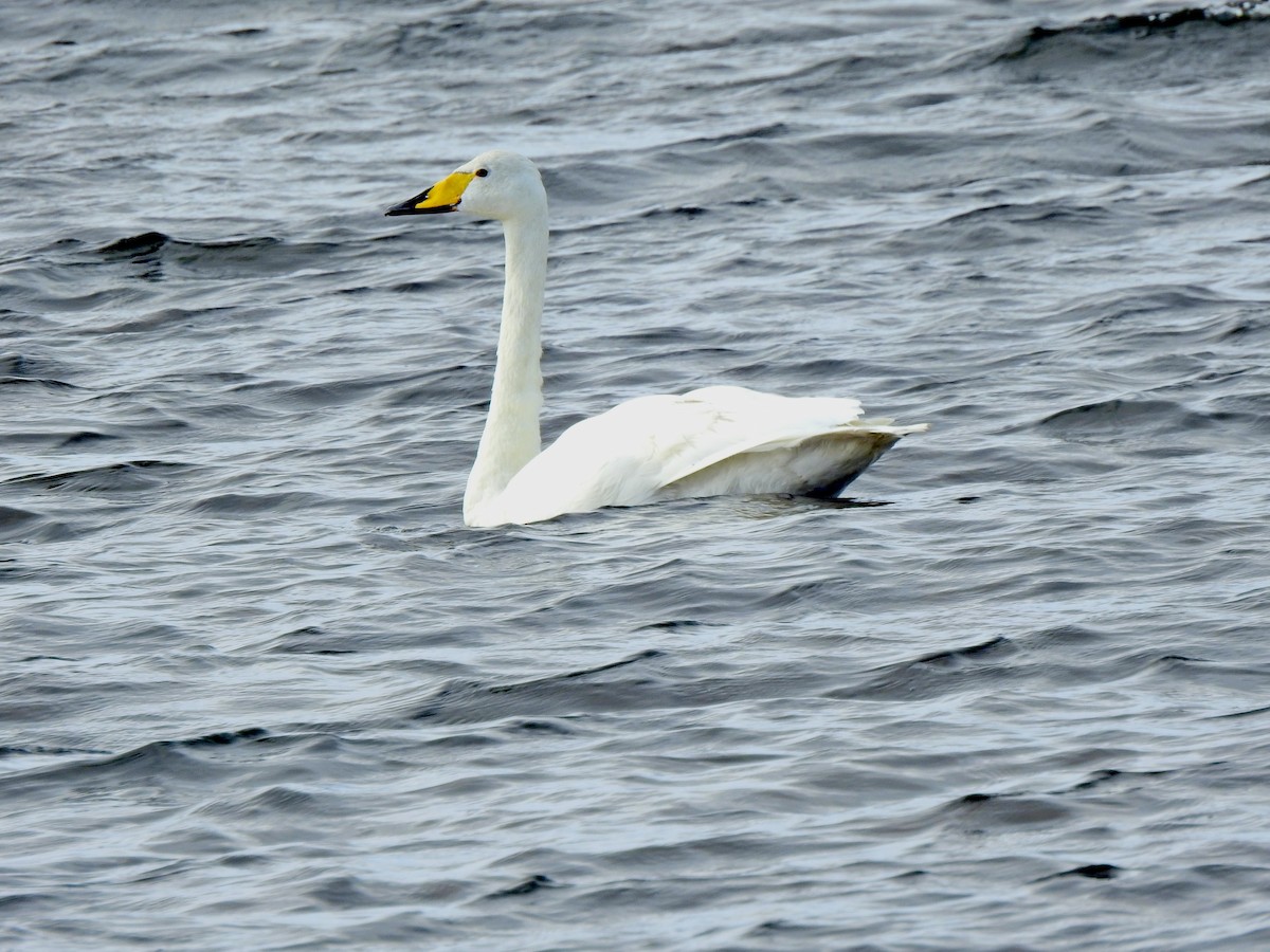 Whooper Swan - ML642724342