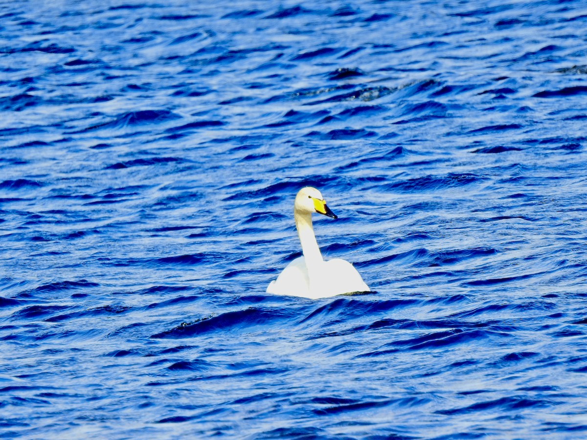 Whooper Swan - ML642724344