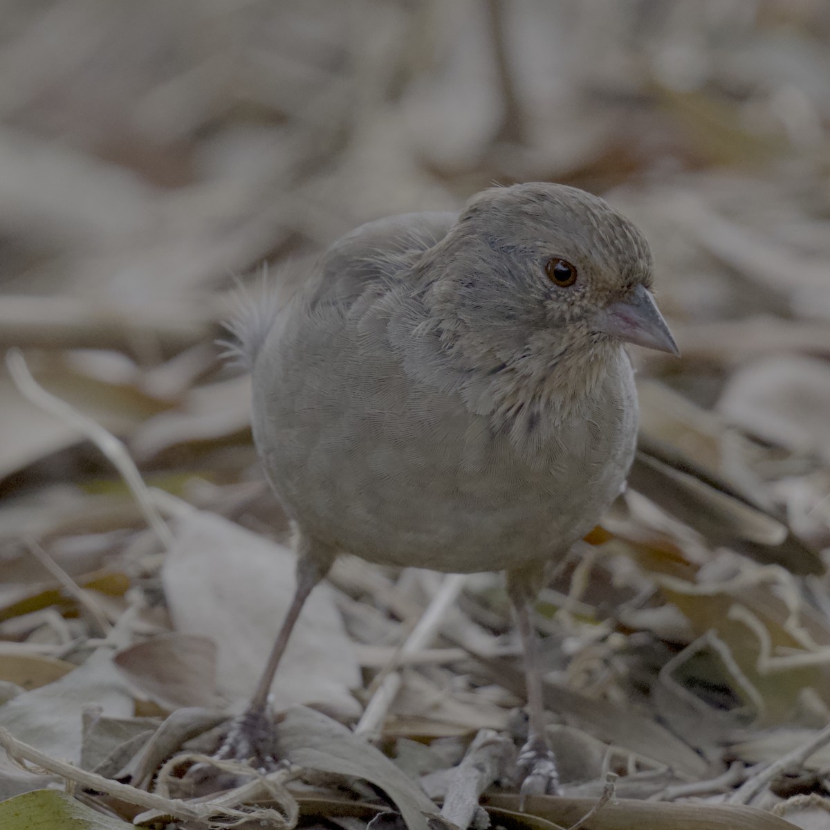 California Towhee - ML642724347