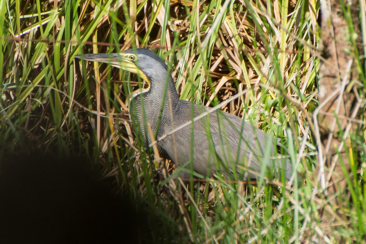 Bare-throated Tiger-Heron - ML642724361