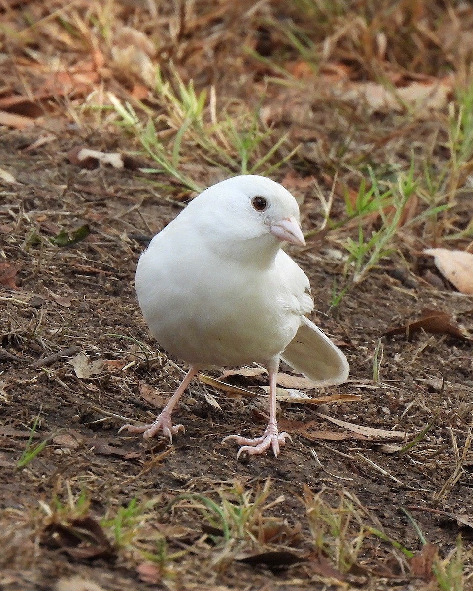 California Towhee - ML642724367