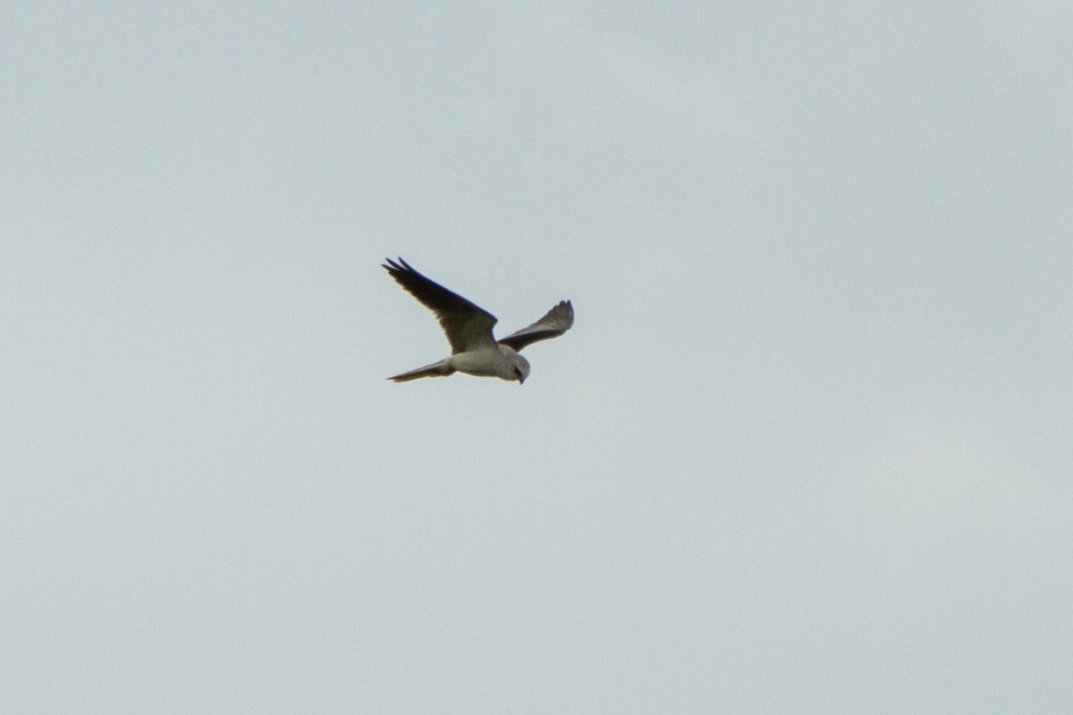 White-tailed Kite - ML642724379