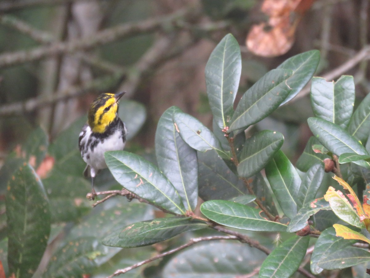 Golden-cheeked Warbler - ML642724382