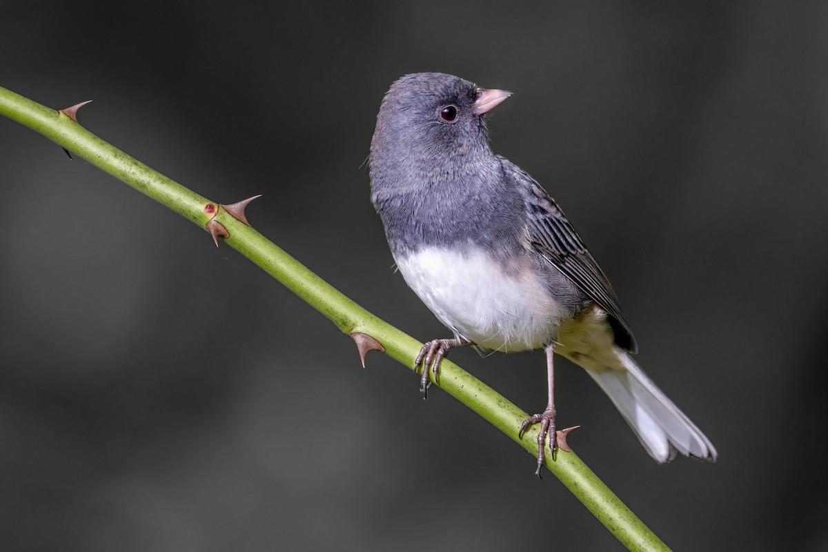 Dark-eyed Junco - ML642724393