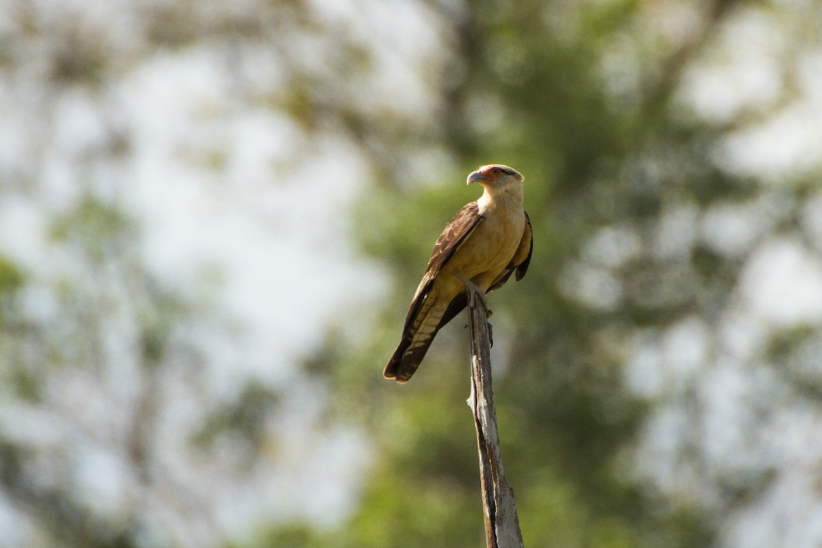 Yellow-headed Caracara - ML642724420