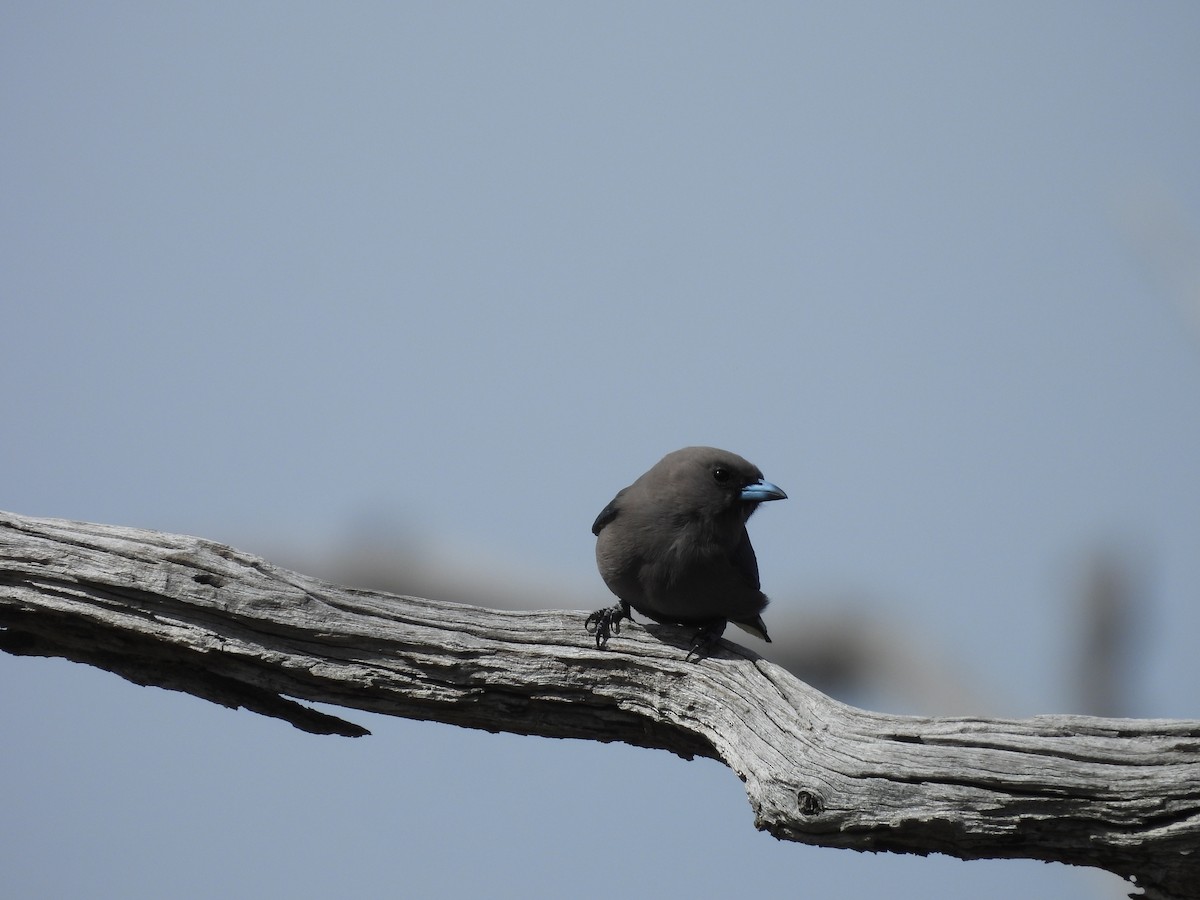 Dusky Woodswallow - ML642724422