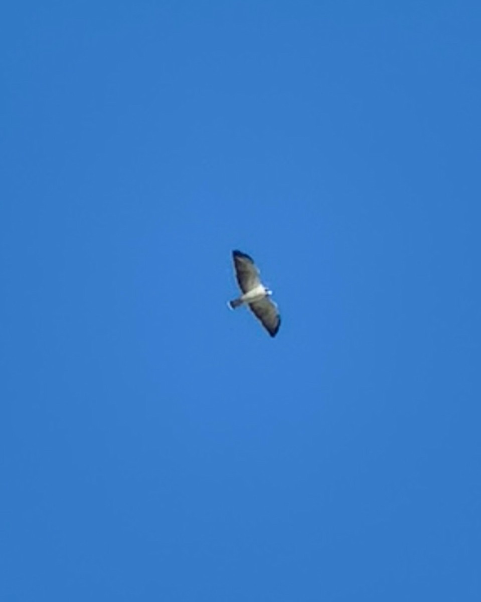 Short-tailed Hawk - ML642724424