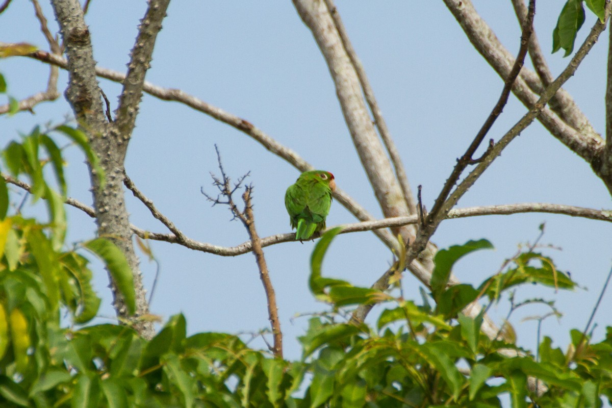 Crimson-fronted Parakeet - ML642724431