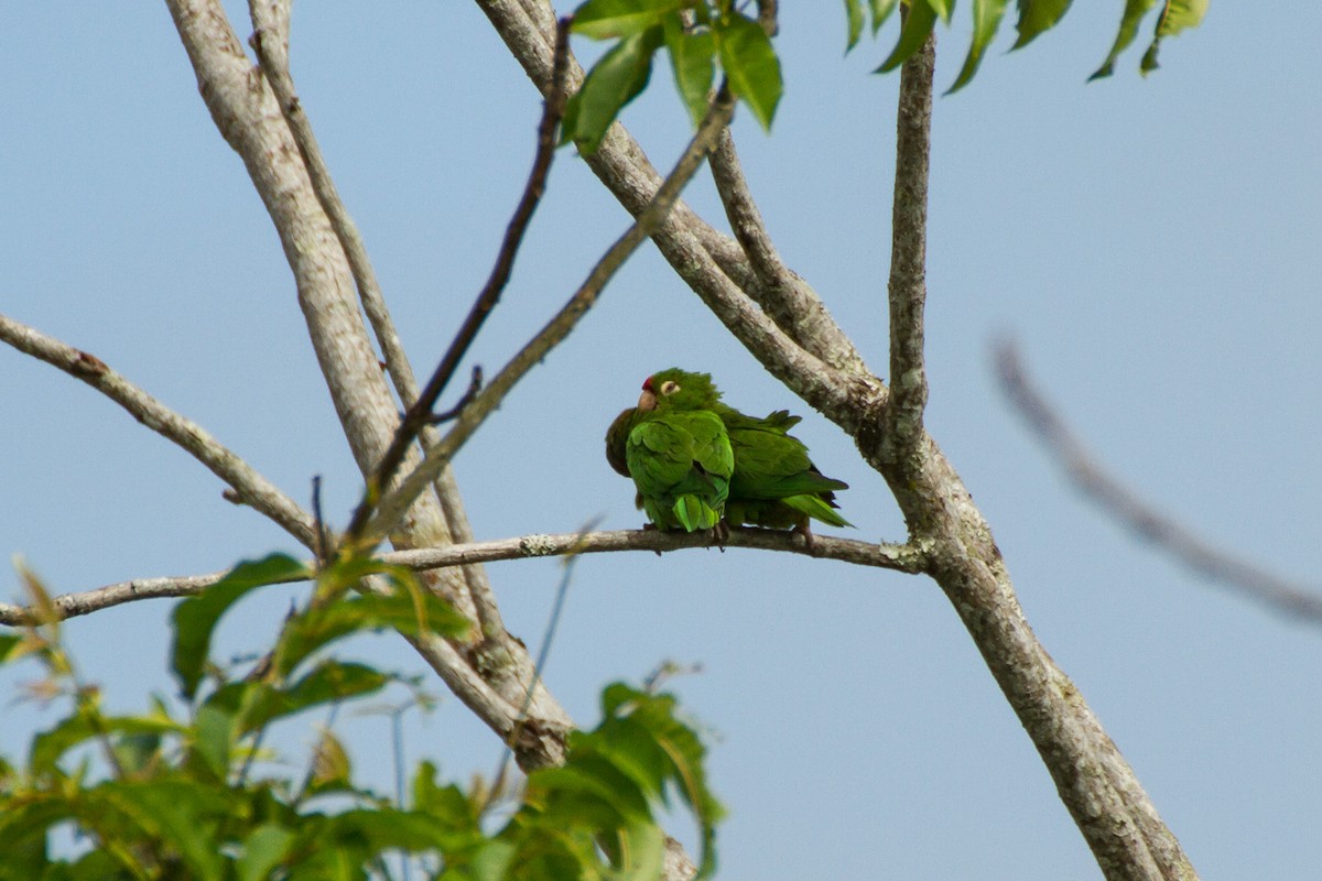 Crimson-fronted Parakeet - ML642724432