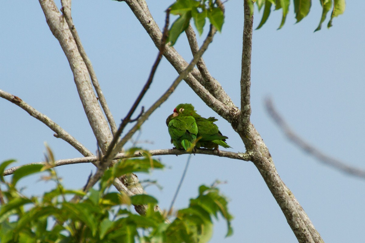 Crimson-fronted Parakeet - ML642724433