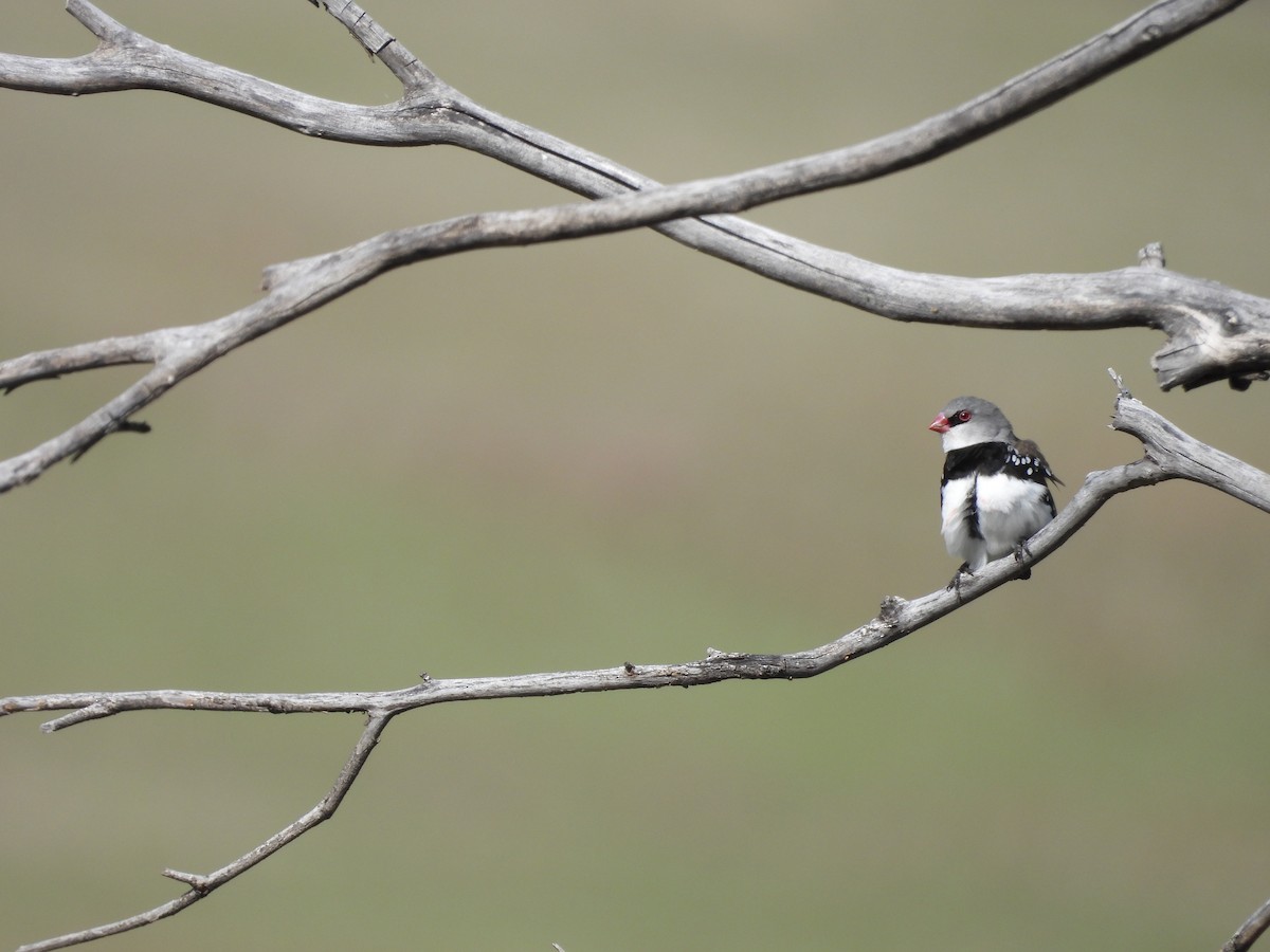 Diamond Firetail - ML642724436