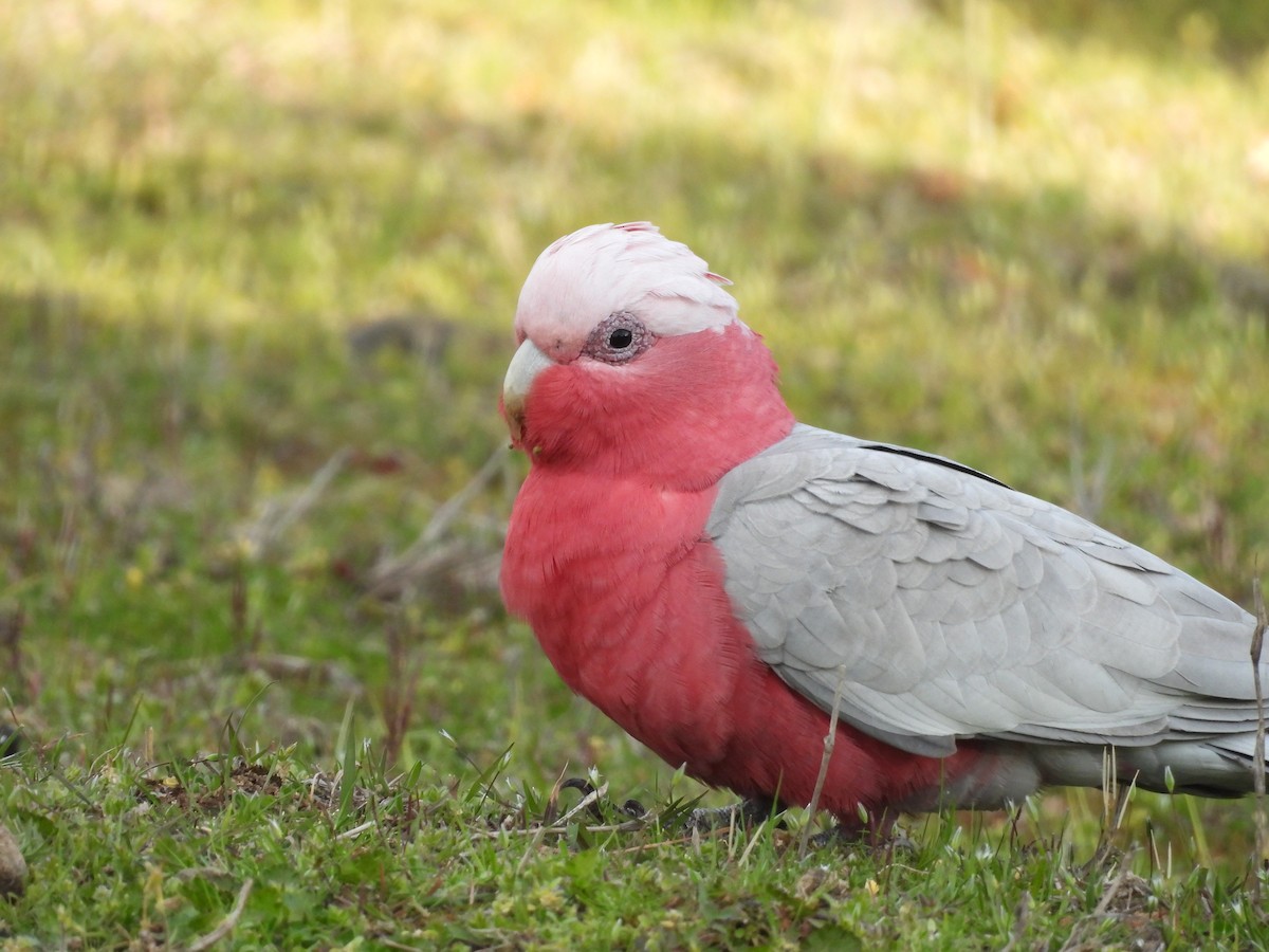 Galah - ML642724467