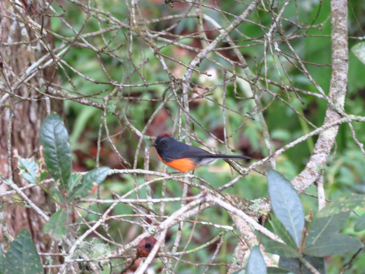 Slate-throated Redstart - ML642724477