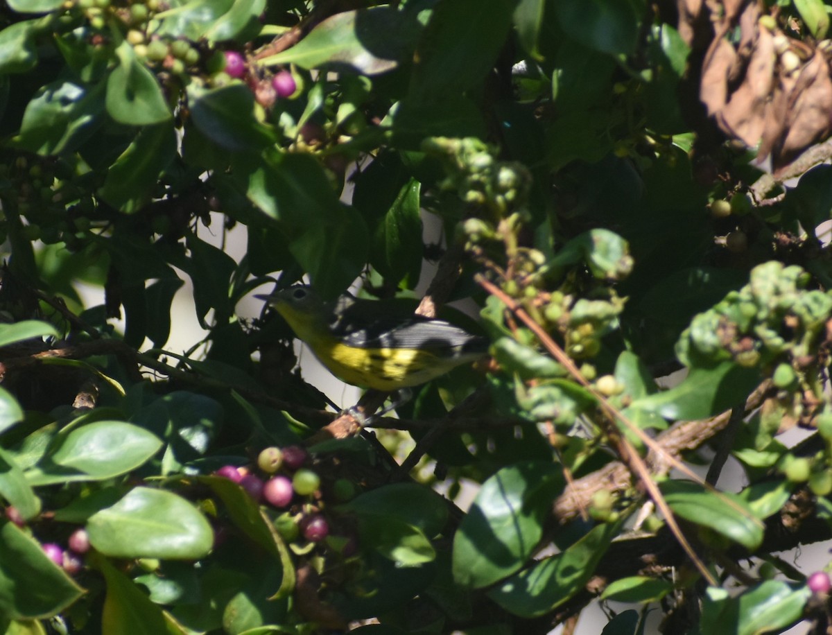 Magnolia Warbler - ML642724484