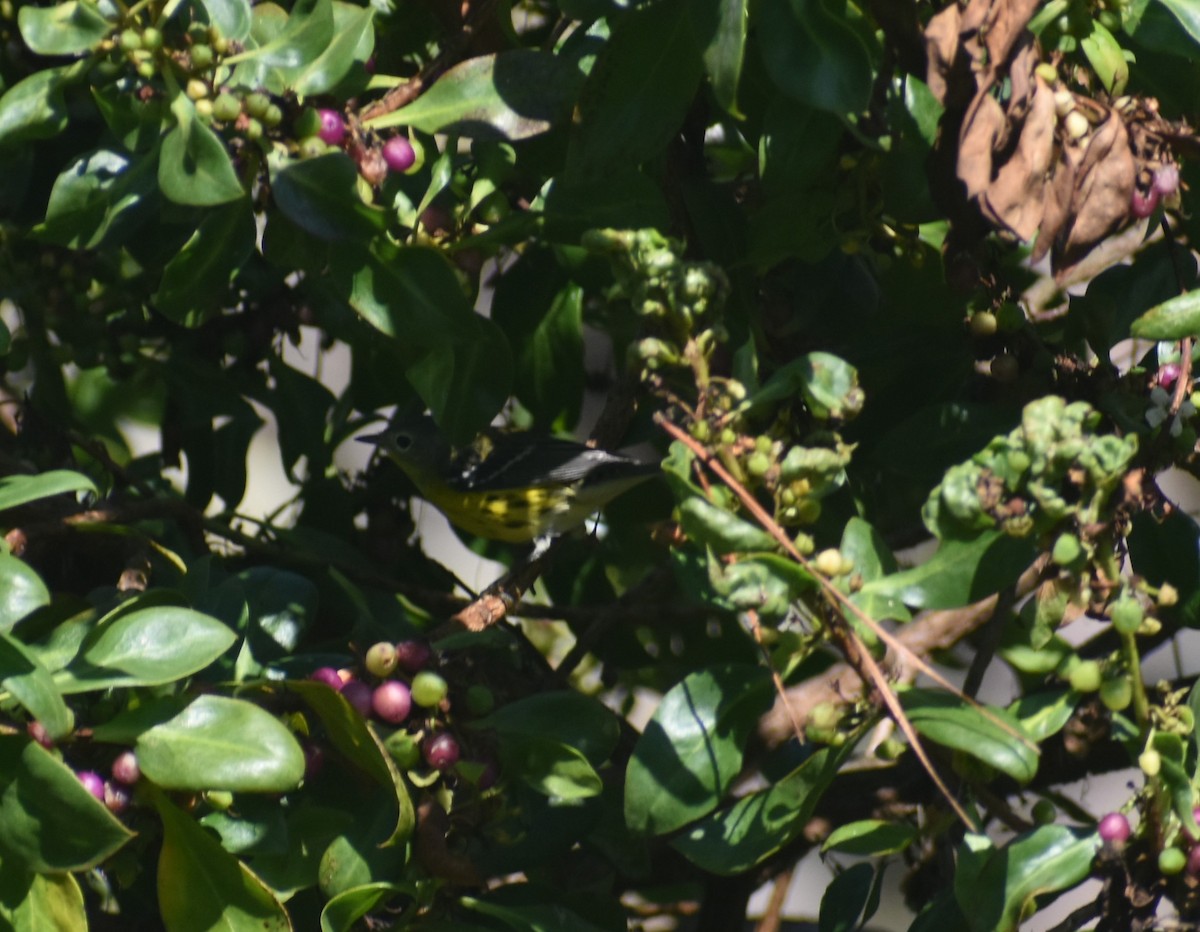Magnolia Warbler - ML642724485