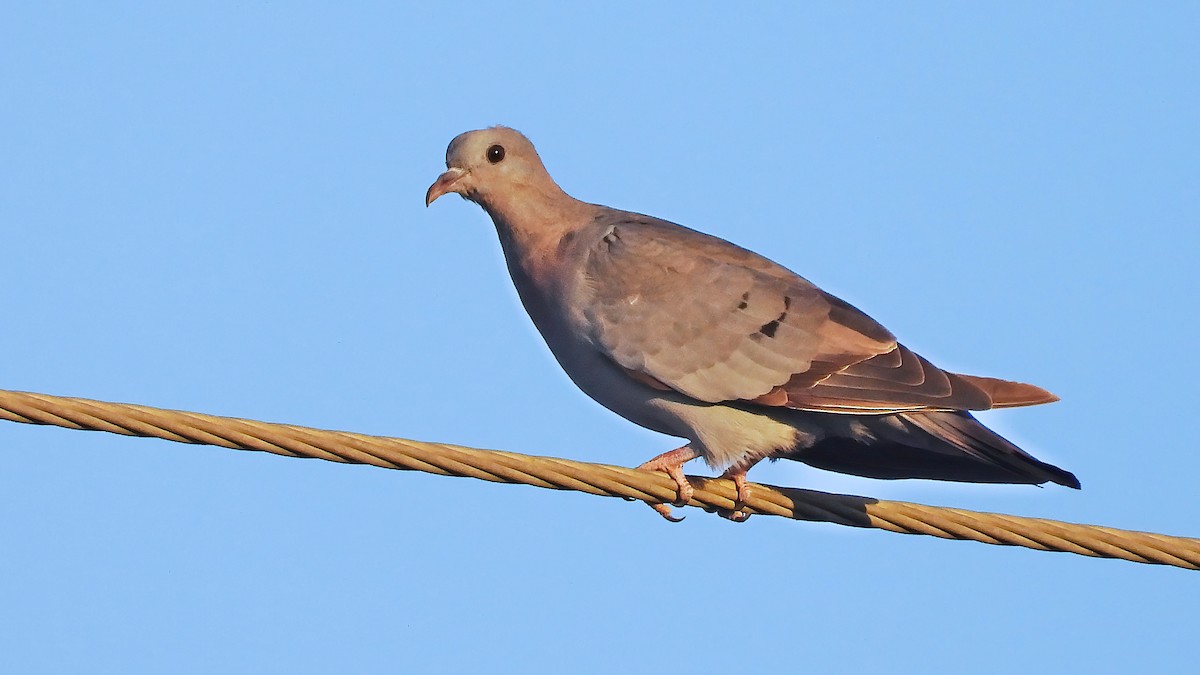 Stock Dove - ML642724496