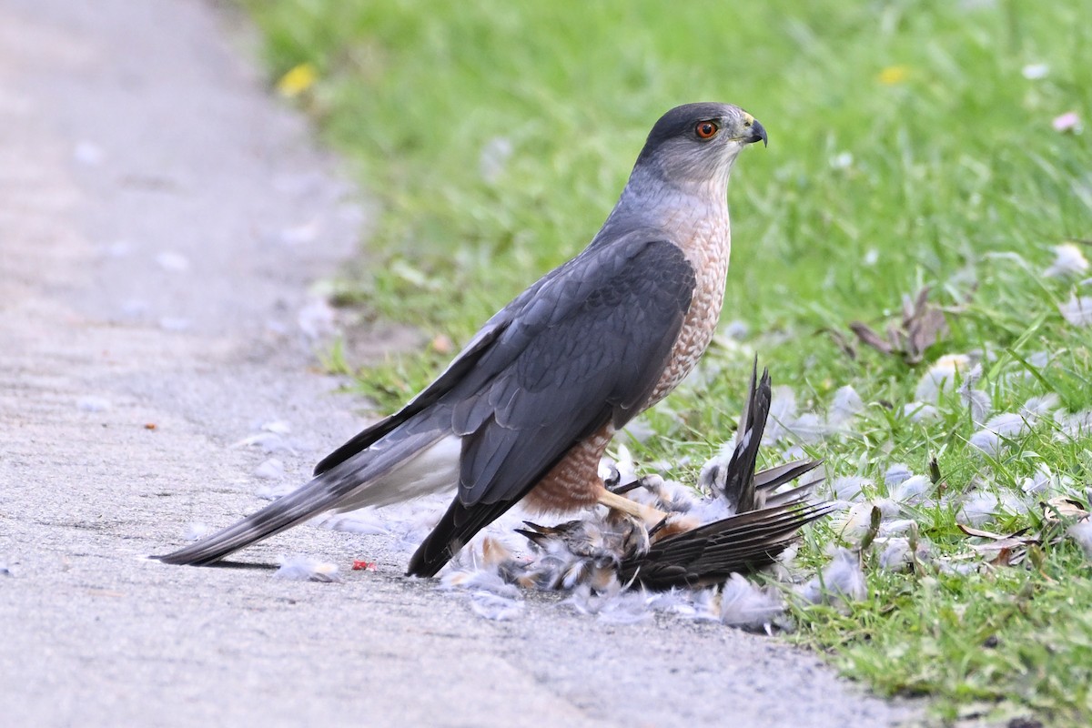 Cooper's Hawk - ML642724511
