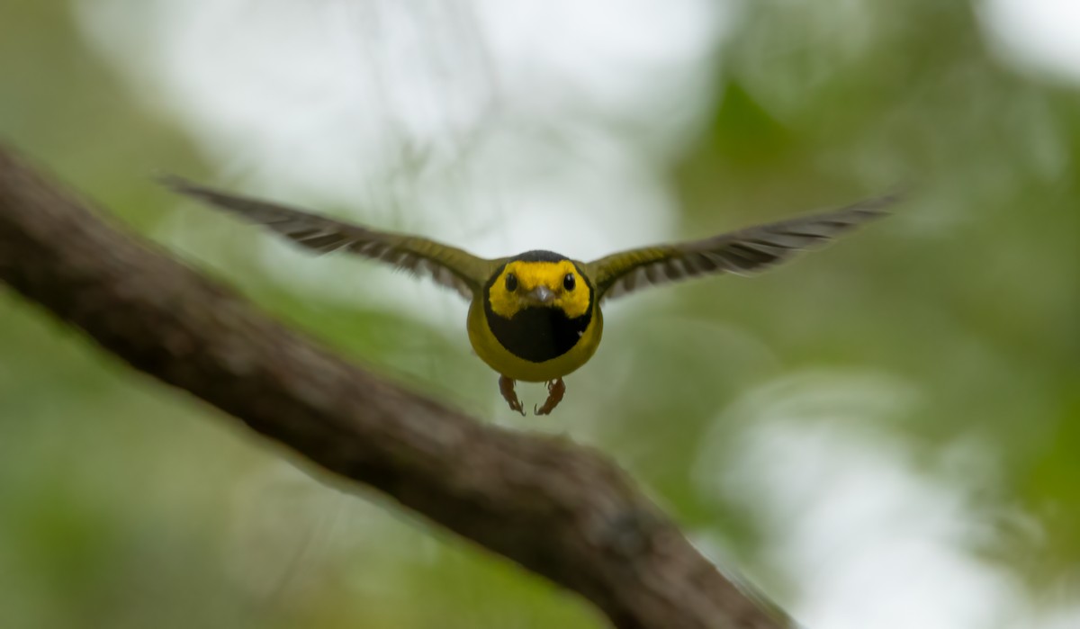 Hooded Warbler - ML642724530