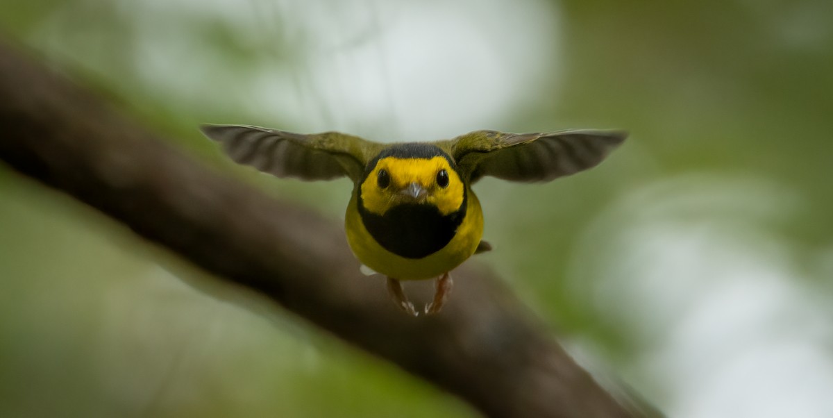 Hooded Warbler - ML642724535