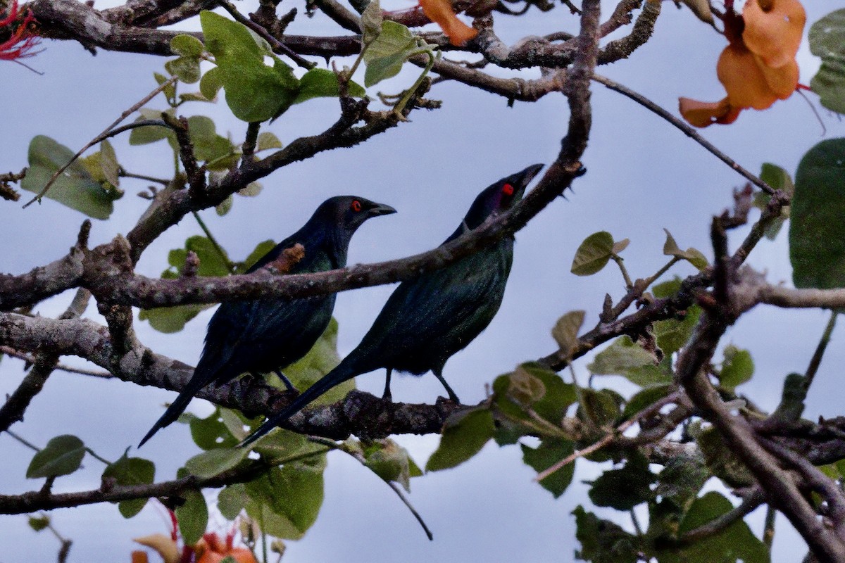Metallic Starling - ML642724565