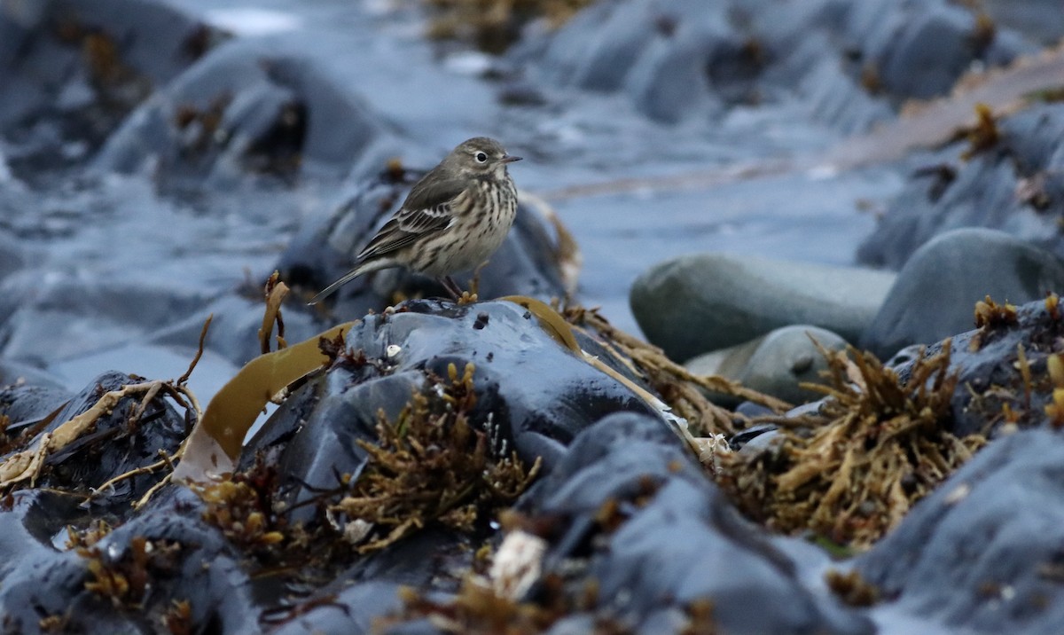 American Pipit - ML642724571