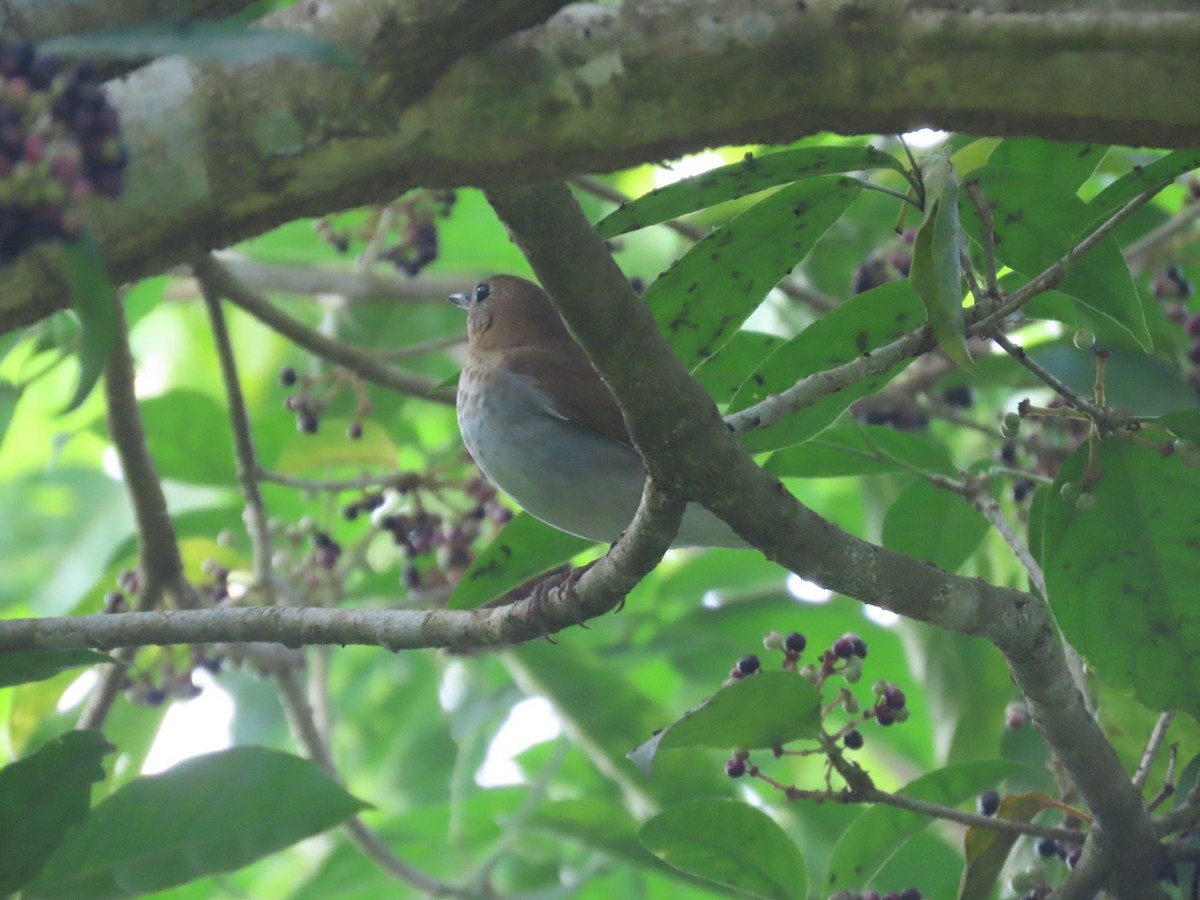 Veery - ML642724592