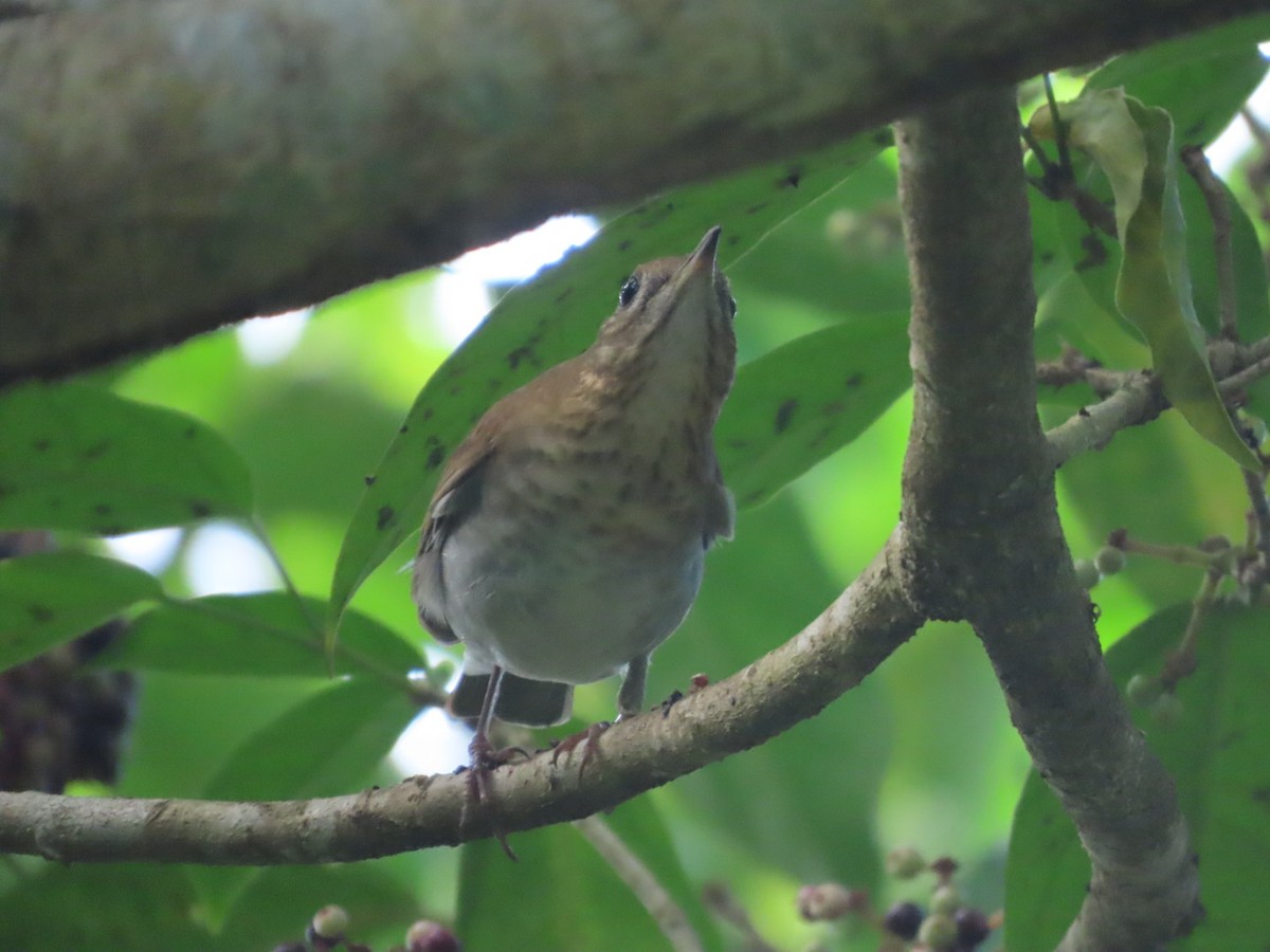 Veery - ML642724593