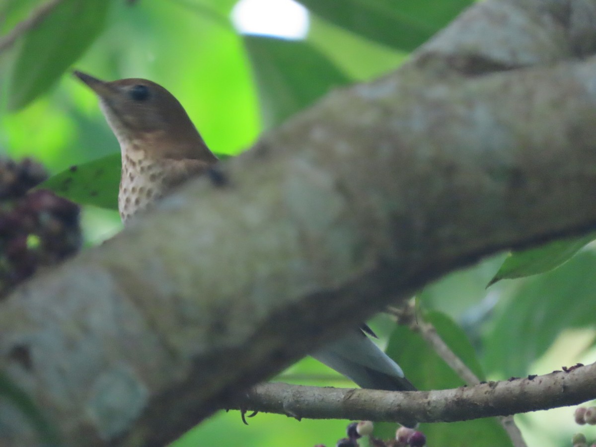 Veery - ML642724594