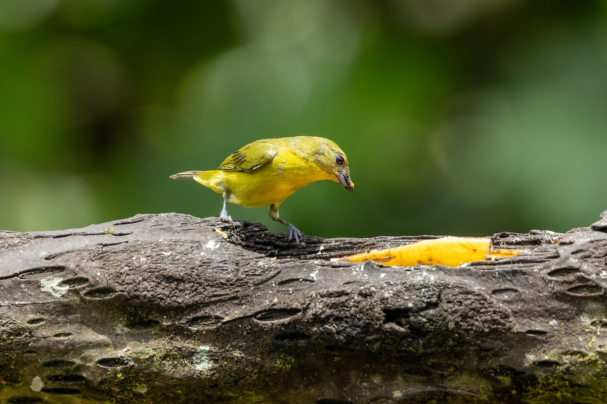 Thick-billed Euphonia - ML642724605