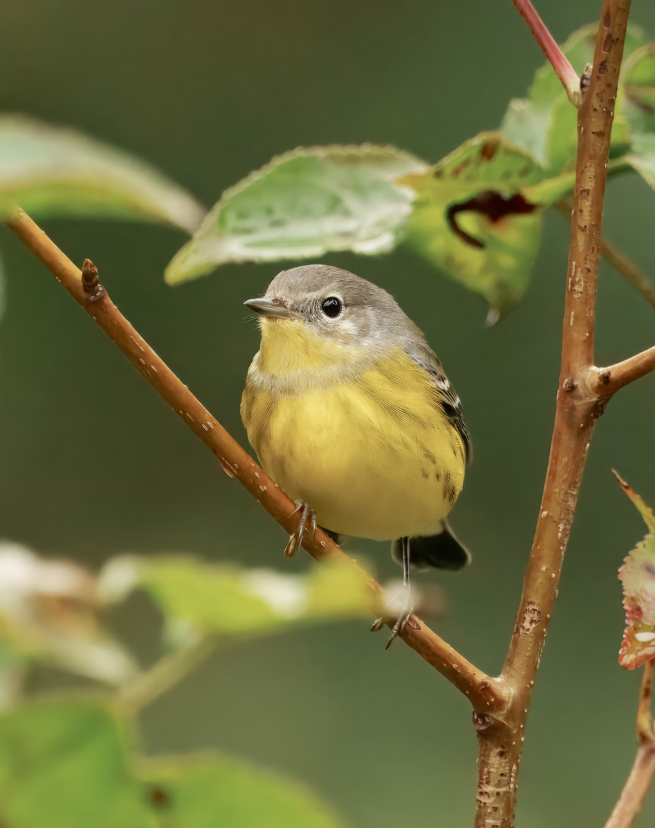 Magnolia Warbler - ML642724628