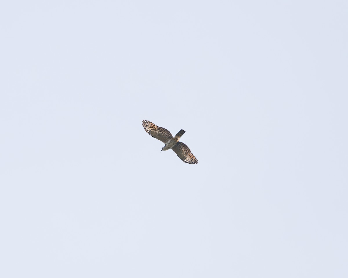 Hook-billed Kite - ML642724635