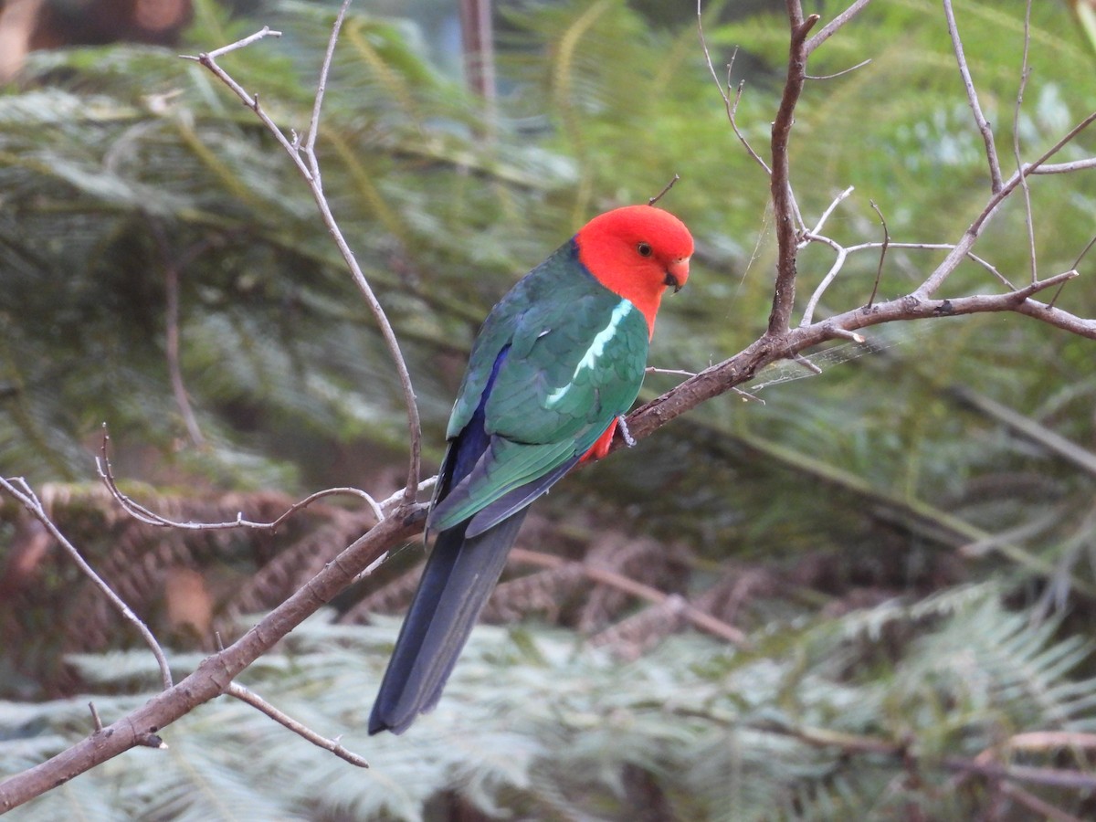 Australian King-Parrot - ML642724642