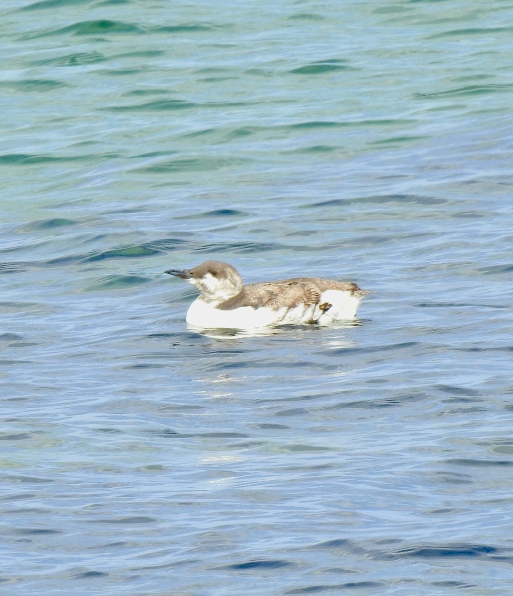 Common Murre - ML642724651