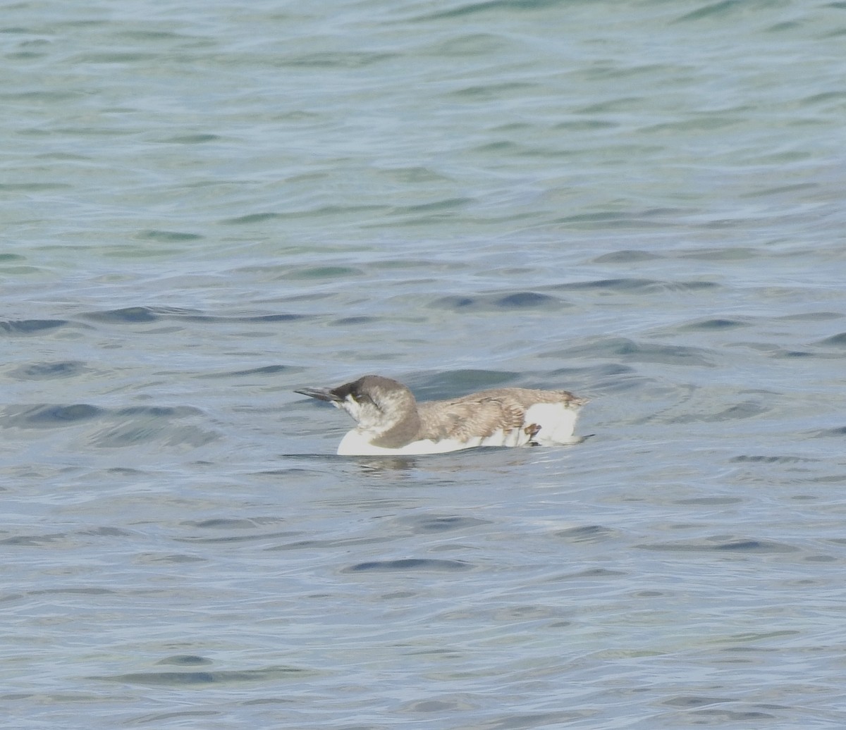 Common Murre - ML642724652