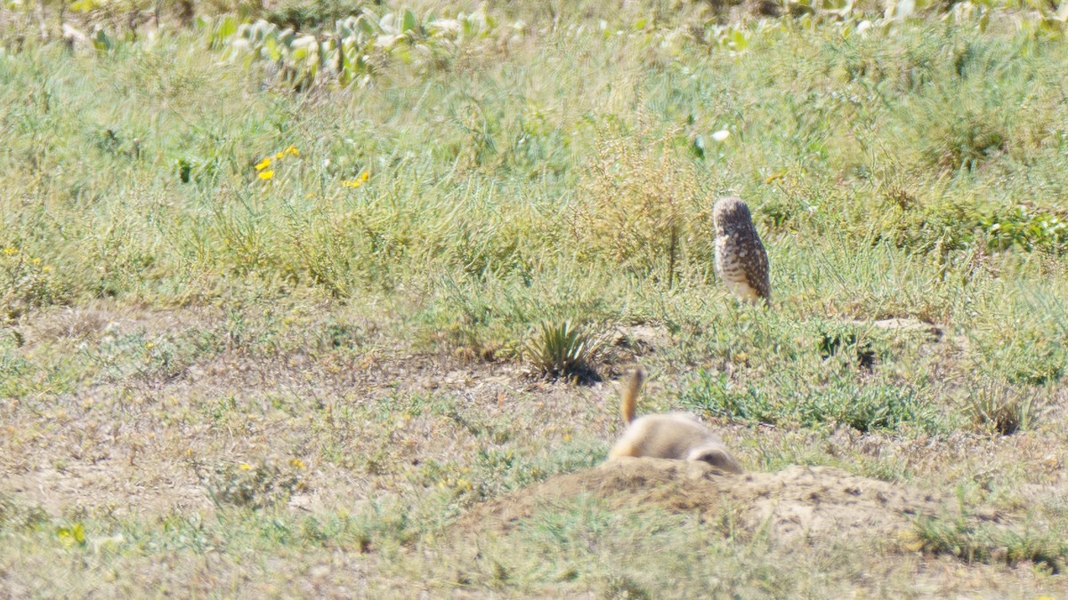 Burrowing Owl - ML642724661