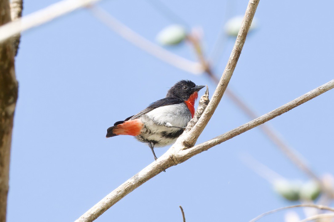 Mistletoebird - ML642724669