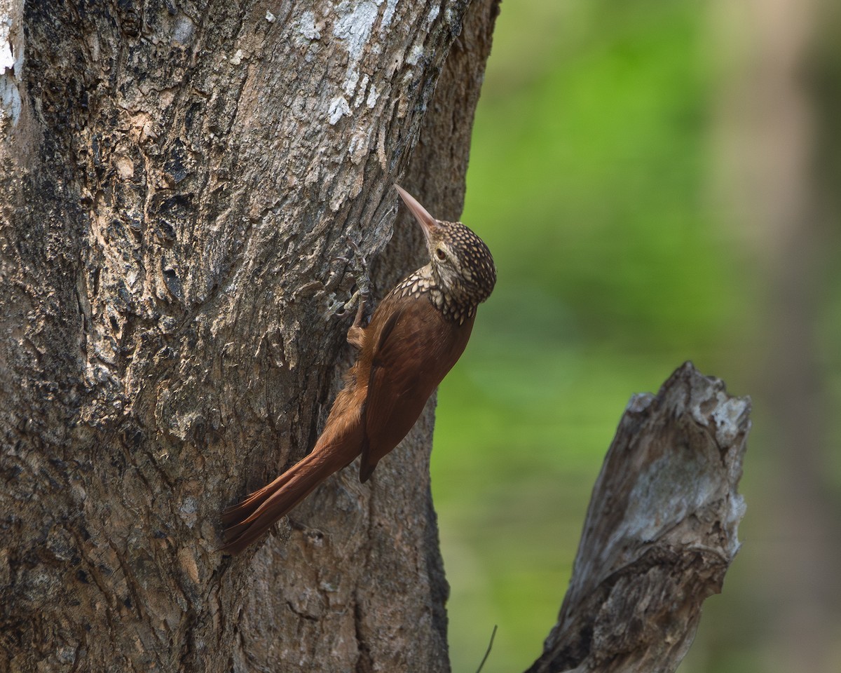 Straight-billed Woodcreeper - ML642724672