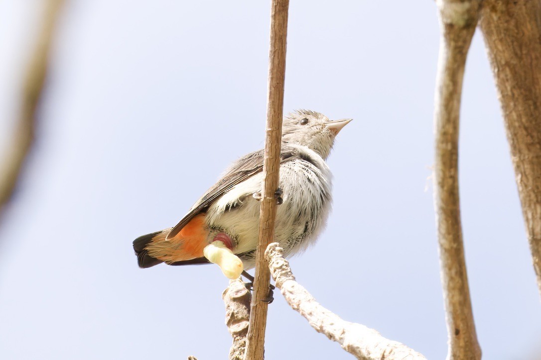 Mistletoebird - ML642724674