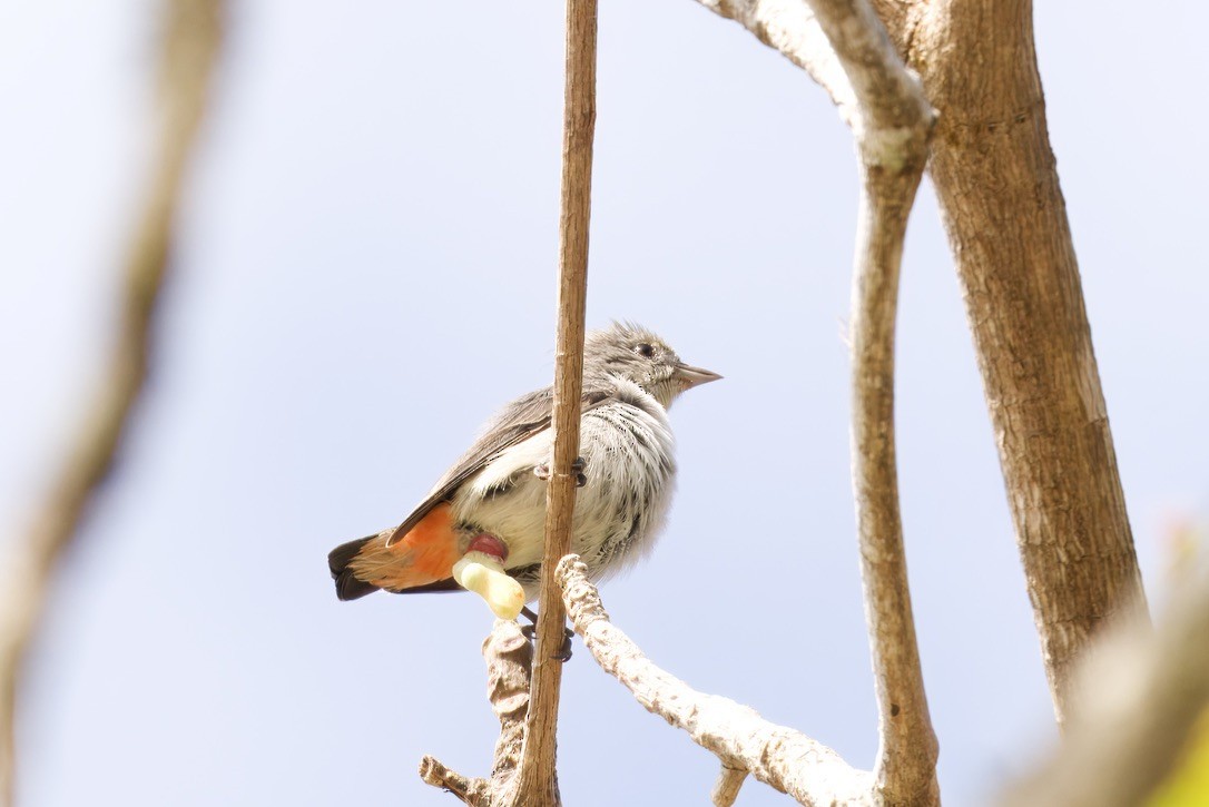 Mistletoebird - ML642724677