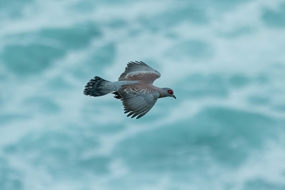 Speckled Pigeon - ML642724683
