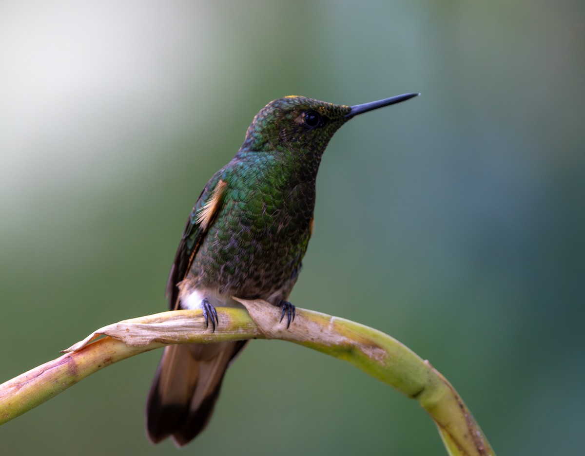 Buff-tailed Coronet - ML642724726