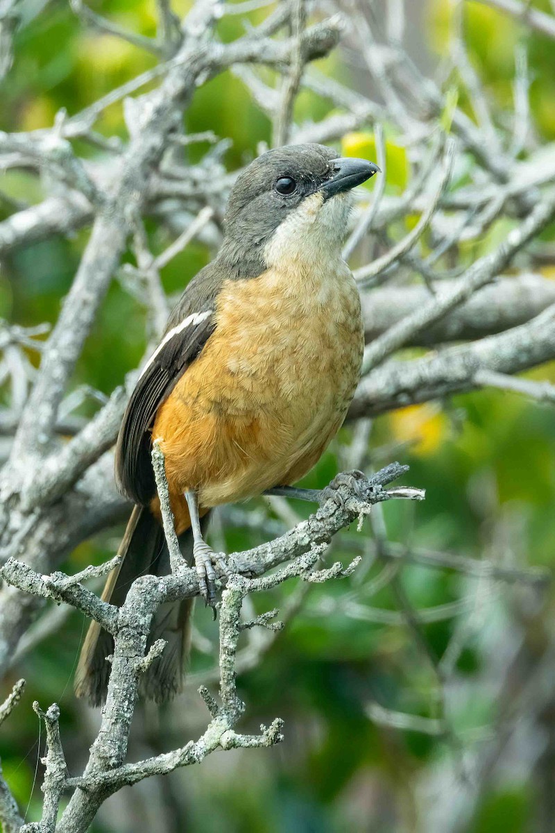 Bubú Ferrugíneo - ML642724728