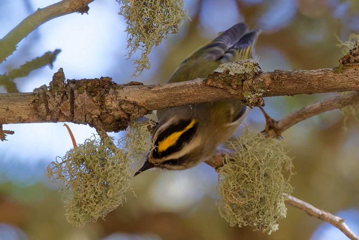 Golden-crowned Kinglet - ML642724746