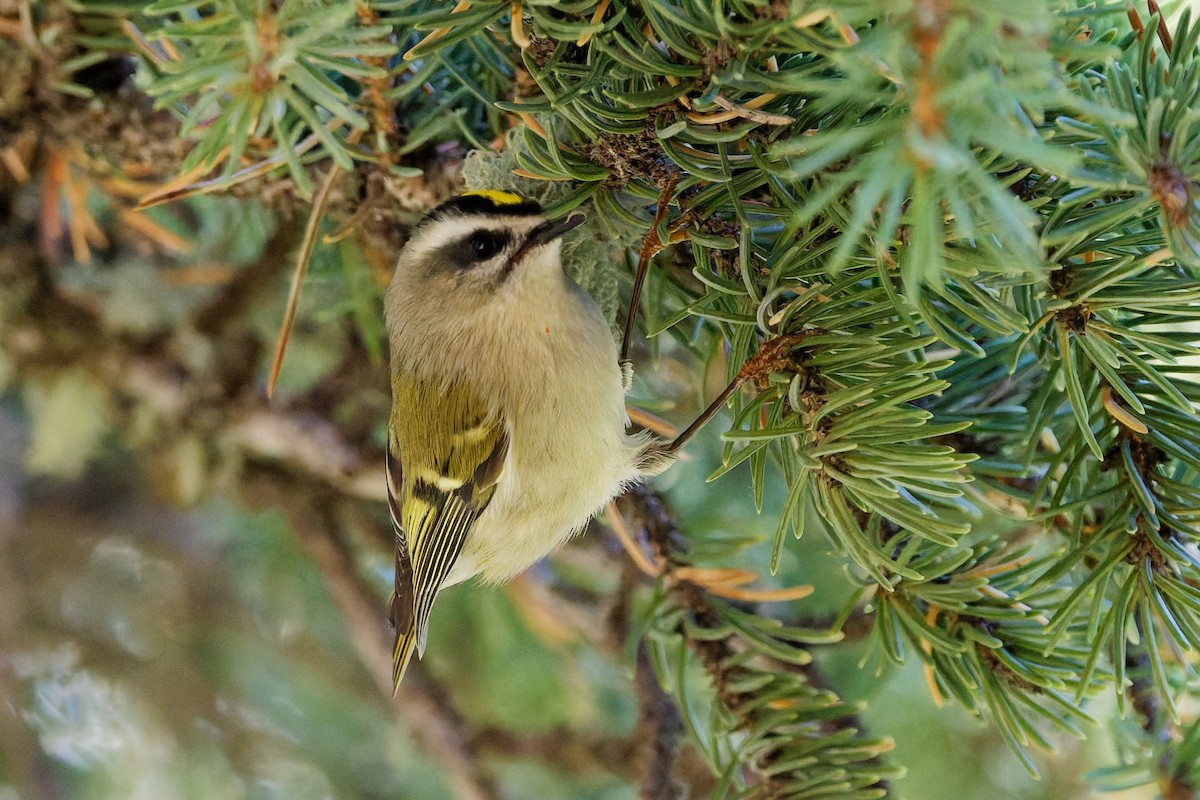 Golden-crowned Kinglet - ML642724747