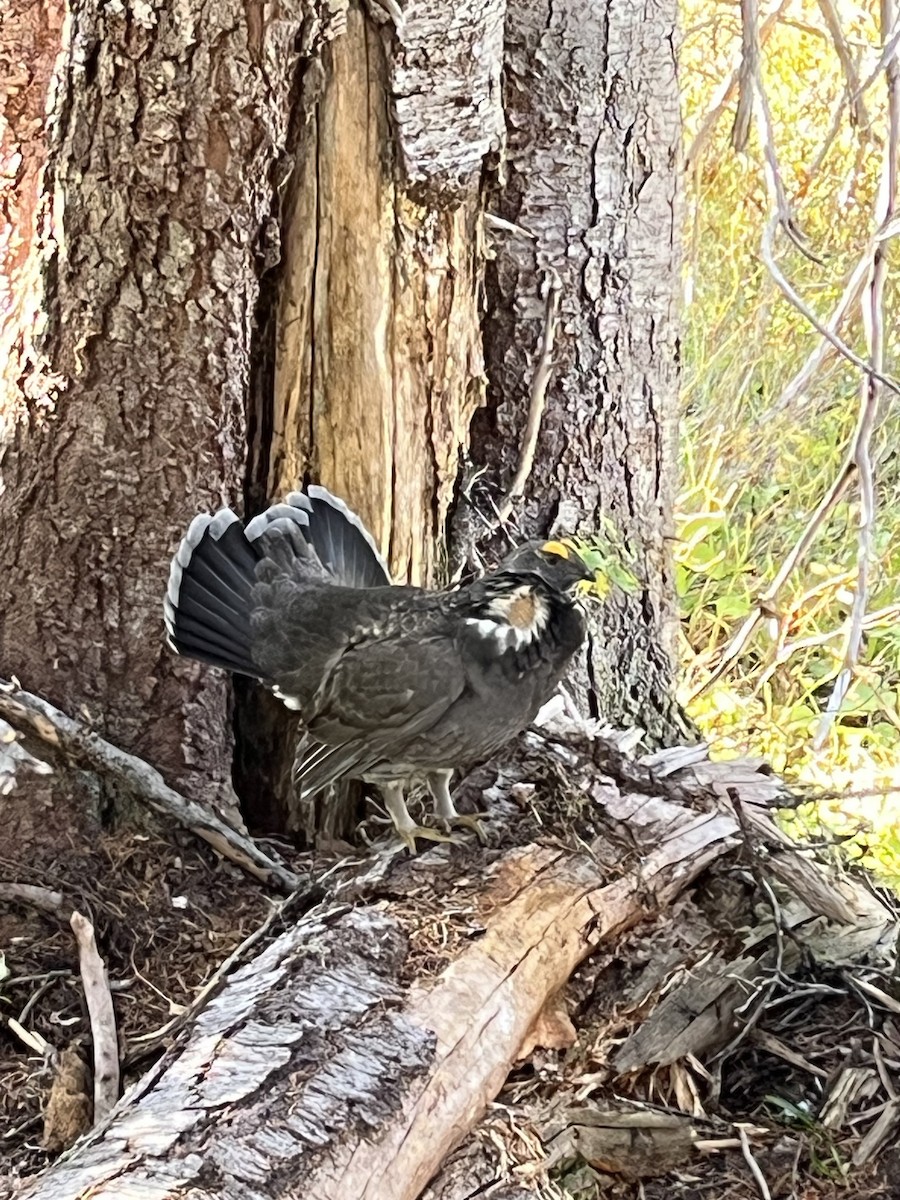 Sooty Grouse - ML642724753