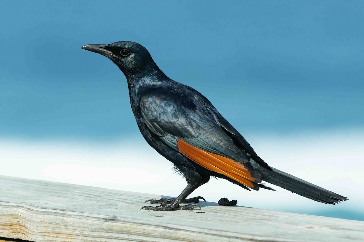 Red-winged Starling - ML642724764